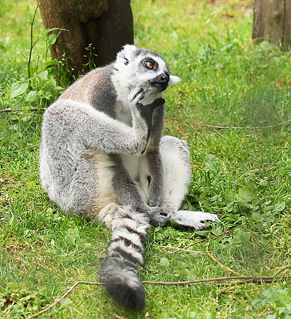 Lemur maki catta - Parc animalier de Ste Croix
