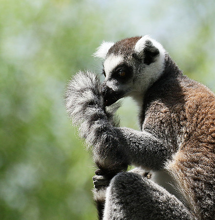 Lemur maki catta - Parc animalier de Ste Croix