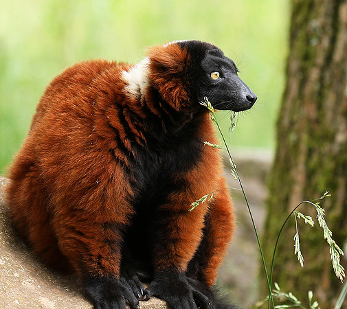 Red ruffed lemur - lemur vari roux - Parc animalier de Ste Croix