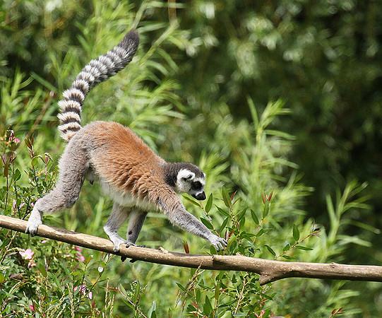 Lemur maki catta - Parc animalier de Ste Croix
