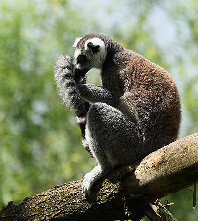 Lemur maki catta - Parc animalier de Ste Croix