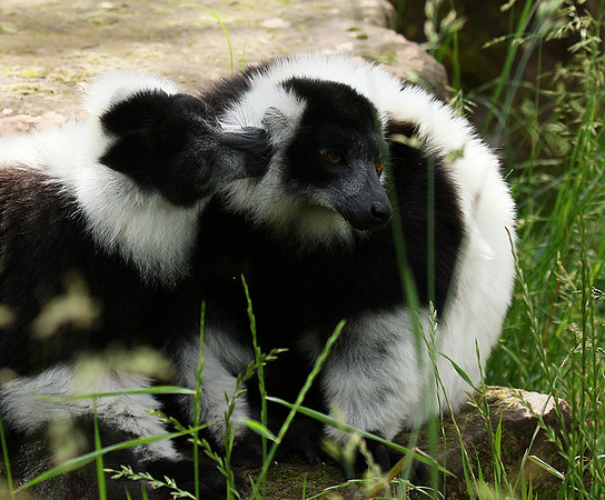 Black and white ruffed lemur - maki vari noir et blanc - Parc animalier de Ste Croix