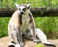 Lemur maki catta - Parc animalier de Ste Croix