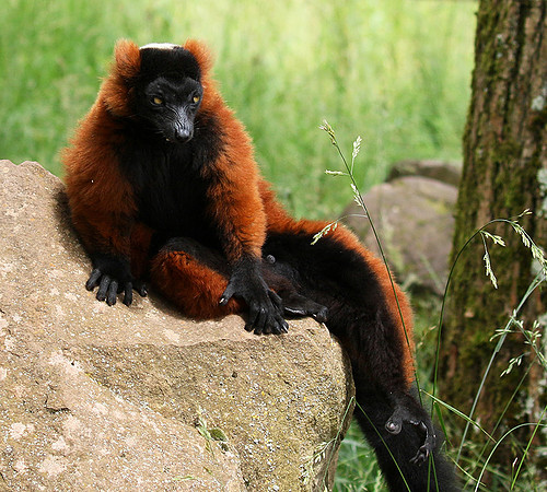 Red ruffed lemur - lemur vari roux - Parc animalier de Ste Croix