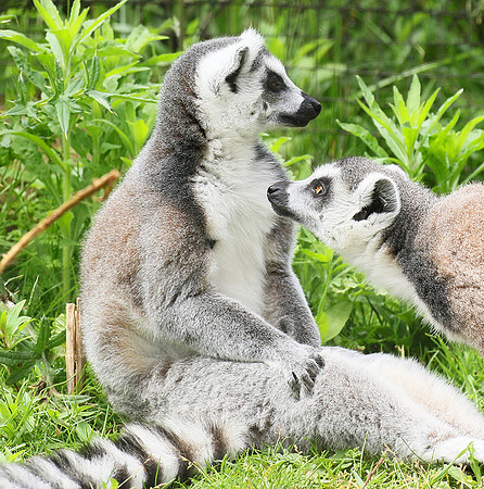 Lemur maki catta - Parc animalier de Ste Croix