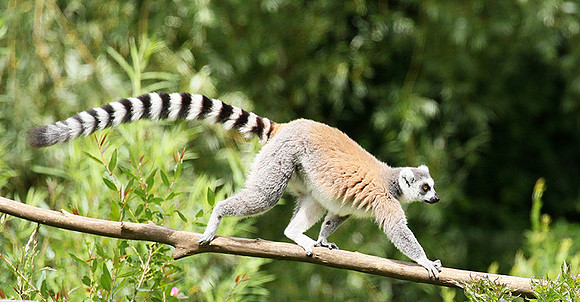 Lemur maki catta - Parc animalier de Ste Croix
