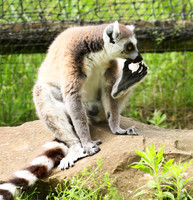 Lemur maki catta - Parc animalier de Ste Croix