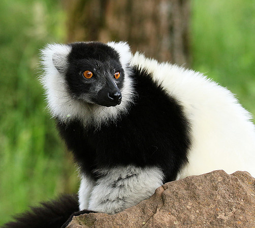 Black and white ruffed lemur - maki vari noir et blanc - Parc animalier de Ste Croix