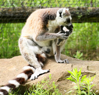 Lemur maki catta - Parc animalier de Ste Croix