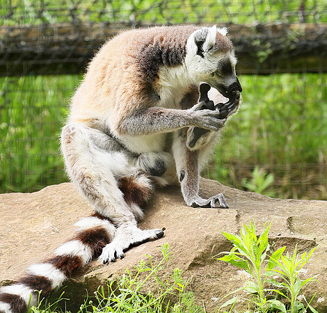Lemur maki catta - Parc animalier de Ste Croix