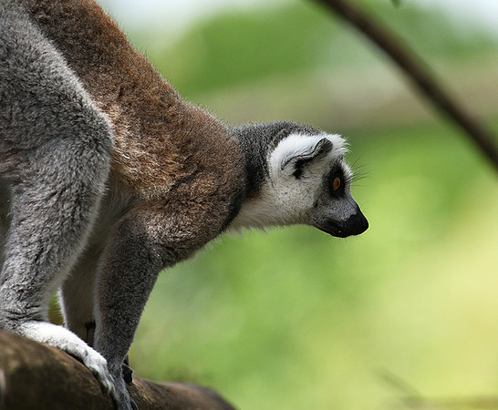 Lemur maki catta - Parc animalier de Ste Croix