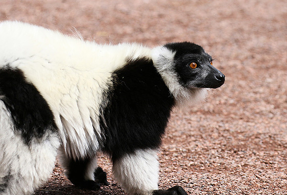 Black and white ruffed lemur - maki vari noir et blanc - Parc animalier de Ste Croix