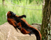 Lemur