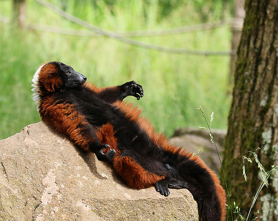 Red ruffed lemur - lemur vari roux - Parc animalier de Ste Croix
