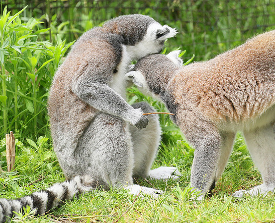 Lemur maki catta - Parc animalier de Ste Croix