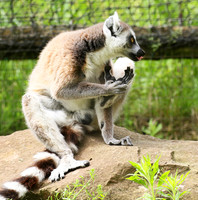 Lemur maki catta - Parc animalier de Ste Croix
