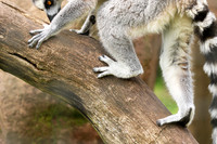 Lemur maki catta - Parc animalier de Ste Croix