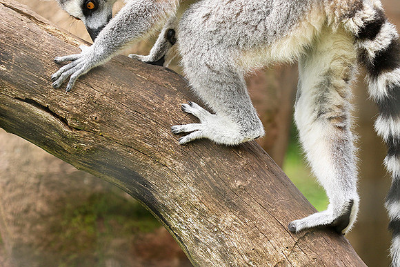 Lemur maki catta - Parc animalier de Ste Croix