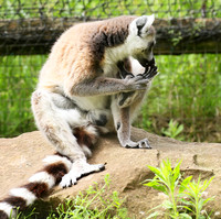 Lemur maki catta - Parc animalier de Ste Croix