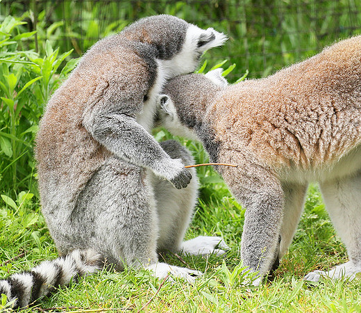 Lemur maki catta - Parc animalier de Ste Croix