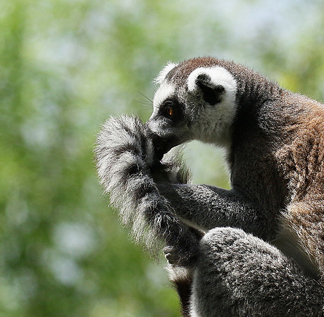 Lemur maki catta - Parc animalier de Ste Croix