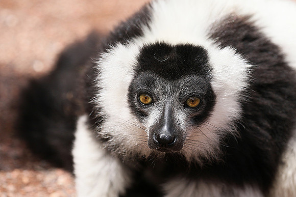Black and white ruffed lemur - maki vari noir et blanc - Parc animalier de Ste Croix