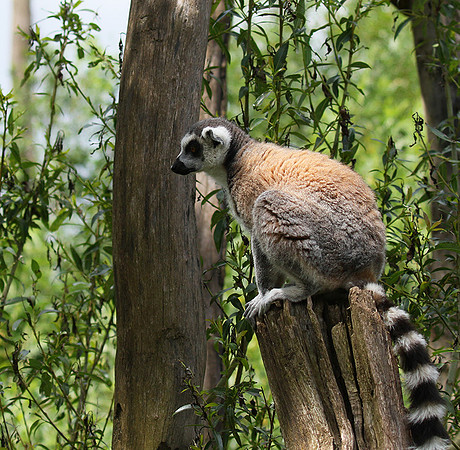 Lemur maki catta - Parc animalier de Ste Croix