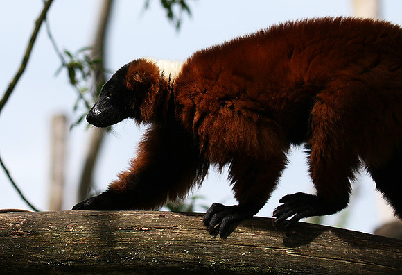Red ruffed lemur - lemur vari roux - Parc animalier de Ste Croix