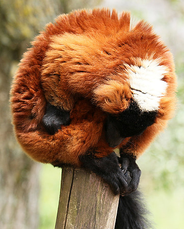 Red ruffed lemur - lemur vari roux - Parc animalier de Ste Croix