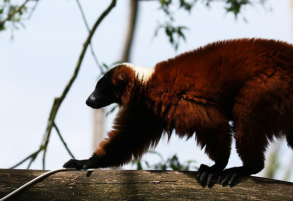Red ruffed lemur - lemur vari roux - Parc animalier de Ste Croix