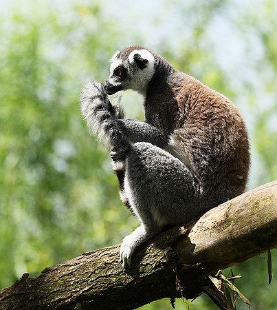 Lemur maki catta - Parc animalier de Ste Croix