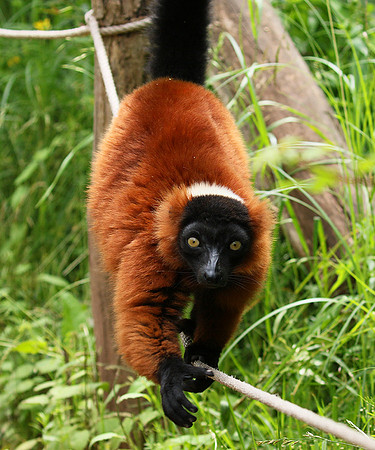 Red ruffed lemur - lemur vari roux - Parc animalier de Ste Croix