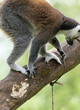 Lemur maki catta - Parc animalier de Ste Croix