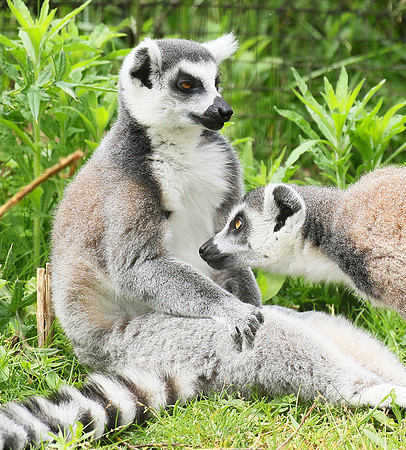 Lemur maki catta - Parc animalier de Ste Croix