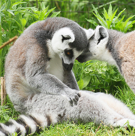 Lemur maki catta - Parc animalier de Ste Croix