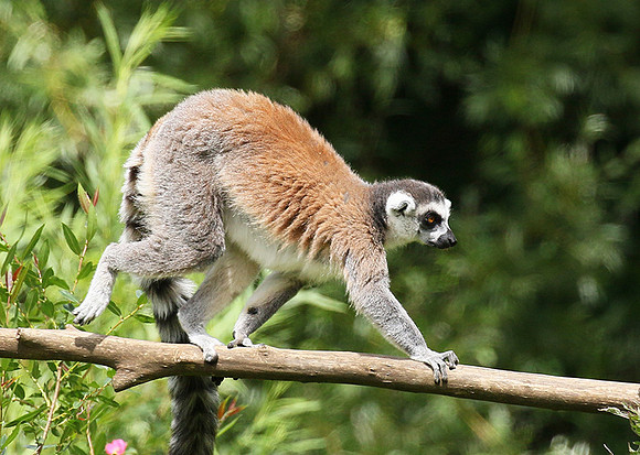 Lemur maki catta - Parc animalier de Ste Croix
