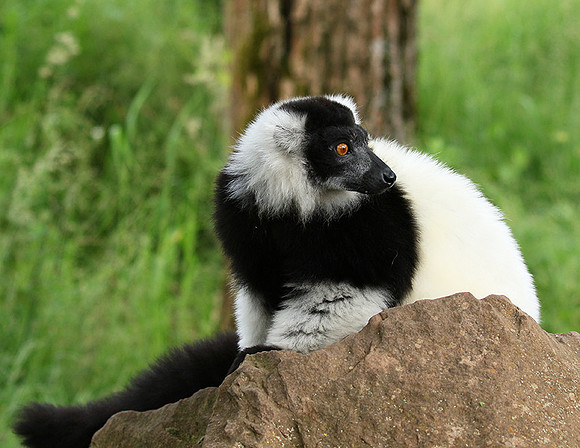 Black and white ruffed lemur - maki vari noir et blanc - Parc animalier de Ste Croix