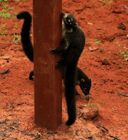 White-nosed coati