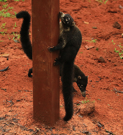White-nosed coati