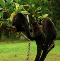 White-nosed coati