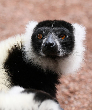 Black and white ruffed lemur - maki vari noir et blanc - Parc animalier de Ste Croix