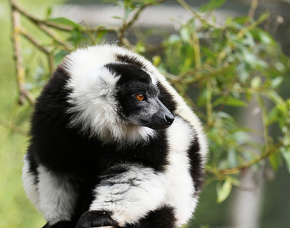 Black and white ruffed lemur - maki vari noir et blanc - Parc animalier de Ste Croix