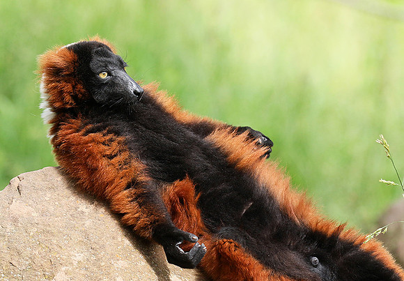 Red ruffed lemur - lemur vari roux - Parc animalier de Ste Croix