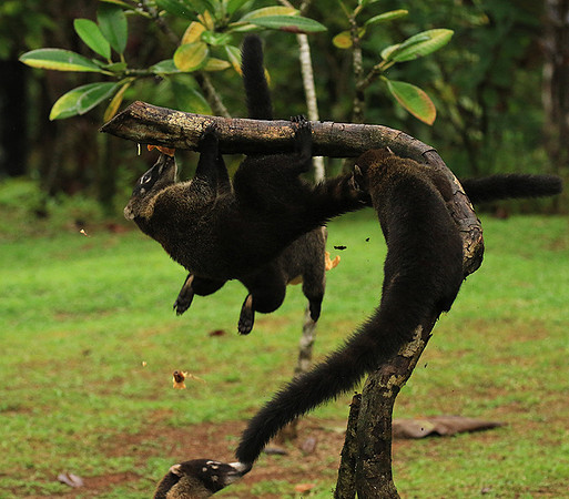 White-nosed coati