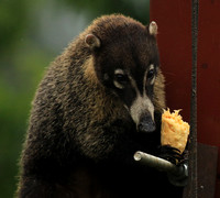 White-nosed coati