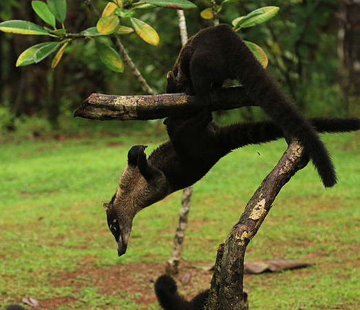 White-nosed coati
