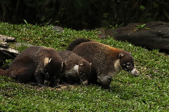 White-nosed coati