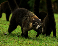 White-nosed coati