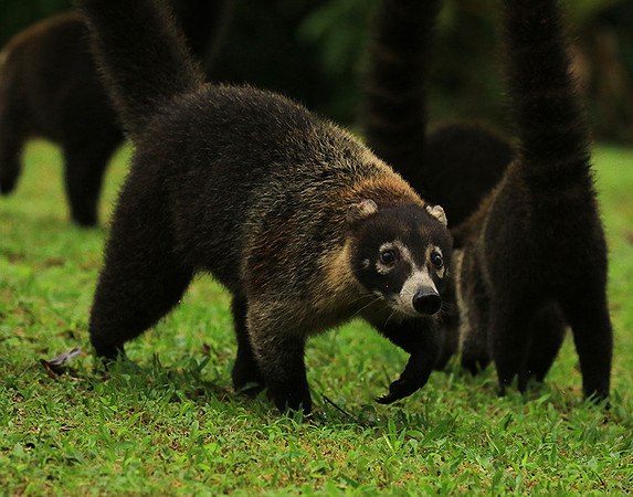 White-nosed coati