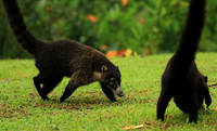White-nosed coati